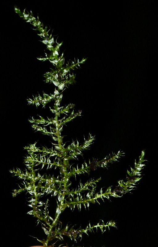 Drepanocladus longifolius